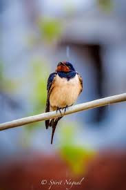 Attēlu rezultāti vaicājumam “Hirundo rustica”