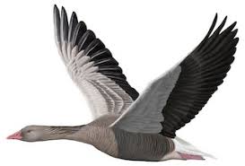 Attēlu rezultāti vaicājumam “Anser anser”