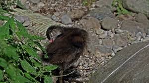Attēlu rezultāti vaicājumam “Gallinula chloropus juvenile”