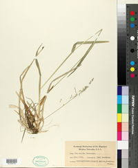 Attēlu rezultāti vaicājumam “Poa remota”