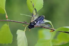 Attēlu rezultāti vaicājumam “Cimbex femoratus”