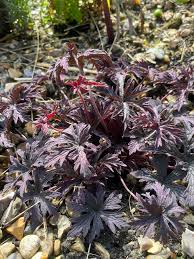 Attēlu rezultāti vaicājumam “Geranium pratense leaf”
