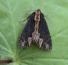 Attēlu rezultāti vaicājumam “Dypterygia scabriuscula”