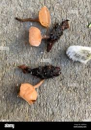 Attēlu rezultāti vaicājumam “Ciboria amentacea”