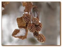 Attēlu rezultāti vaicājumam “Alnus glutinosa fruit”