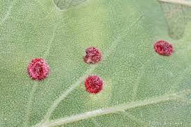 Attēlu rezultāti vaicājumam “Neuroterus quercusbaccarum”