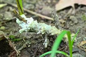 Attēlu rezultāti vaicājumam “Sebacina incrustans”