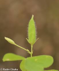 Attēlu rezultāti vaicājumam “Oxalis corniculata fruit”