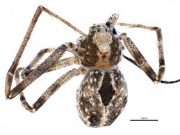 Attēlu rezultāti vaicājumam “Philodromidae”