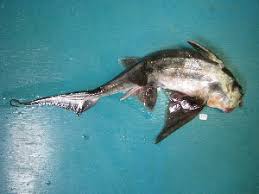 Image result for Callorhinchus capensis