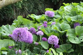 Attēlu rezultāti vaicājumam “Allium holandicum leaf”