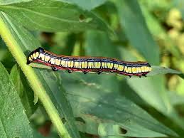 Attēlu rezultāti vaicājumam “Cucullia lucifuga larva”