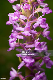 Attēlu rezultāti vaicājumam “Gymnadenia conopsea flower”