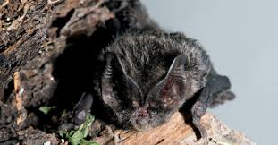 Attēlu rezultāti vaicājumam “Barbastella barbastellus”