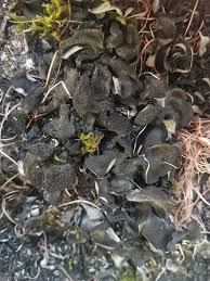 Attēlu rezultāti vaicājumam “Leptogium saturninum”