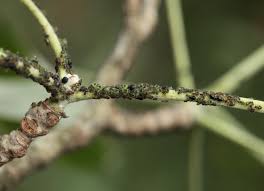 Attēlu rezultāti vaicājumam “Chaitophorus populeti”