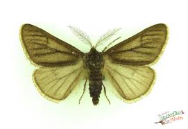 Attēlu rezultāti vaicājumam “Phigalia pilosaria”