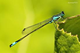 Attēlu rezultāti vaicājumam “Ischnura elegans”