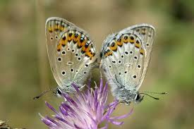 Attēlu rezultāti vaicājumam “Plebejus argus / Plebejus idas”