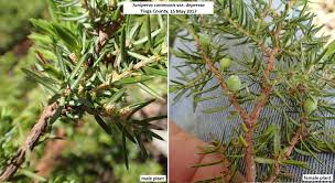 Attēlu rezultāti vaicājumam “Juniperus communis male flower”