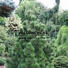 Attēlu rezultāti vaicājumam “Pinus nigra”