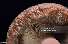 Attēlu rezultāti vaicājumam “Lactarius torminosus”