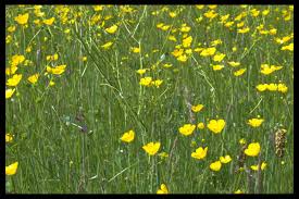 Attēlu rezultāti vaicājumam “Ranunculus acris flower”