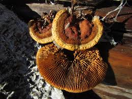 Attēlu rezultāti vaicājumam “Gloeophyllum sepiarium”