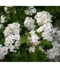 Attēlu rezultāti vaicājumam “Crataegus monogyna subsp. nordica”