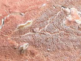 Attēlu rezultāti vaicājumam “Gloeoporus taxicola”