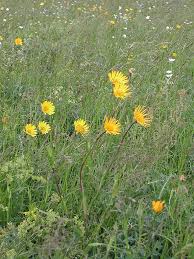 Image result for Tragopogon pratensis