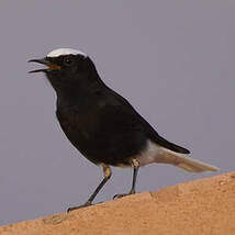 Image result for Oenanthe leucopyga