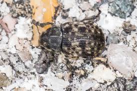 Attēlu rezultāti vaicājumam “Anthribus nebulosus”