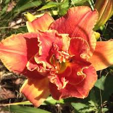 Image result for Hemerocallis `Moses Fire`