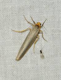 Attēlu rezultāti vaicājumam “Eilema depressa imago”