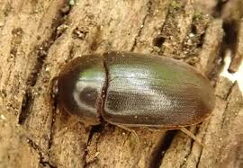 Attēlu rezultāti vaicājumam “Tetratomidae”