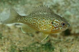 Image result for Lepomis gibbosus
