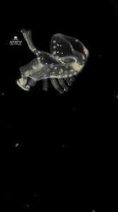 Attēlu rezultāti vaicājumam “Phronia sp. larva”