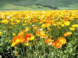 Image result for Papaver nudicaule
