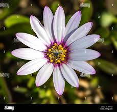 Image result for Dimorphotheca pluvialis