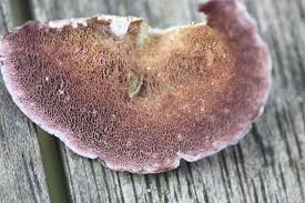 Attēlu rezultāti vaicājumam “Trichaptum abietinum”