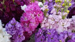 Image result for Levkoje