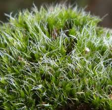 Attēlu rezultāti vaicājumam “Grimmia pulvinata”