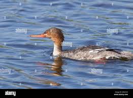 Attēlu rezultāti vaicājumam “Mergus serrator female”