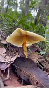 Attēlu rezultāti vaicājumam “Badhamia capsulifera var. arborea sessile”