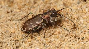 Attēlu rezultāti vaicājumam “Cicindela sylvatica imago”