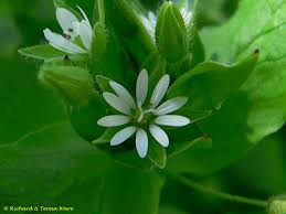 Attēlu rezultāti vaicājumam “Stellaria crassifolia”