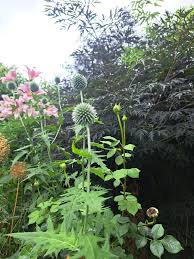 Image result for Echinops spaerocephalus