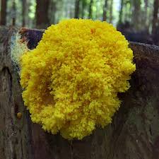 Attēlu rezultāti vaicājumam “Fuligo cinerea”