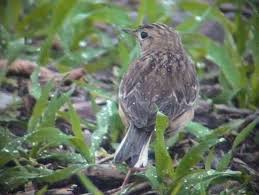 Image result for Anthus godlewskii